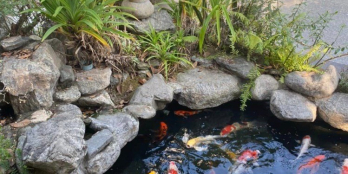 BIỆT THỰ SÂN VƯỜN 810M2 MT ĐƯỜNG TT Q12, GIÁ CHỈ 39 TRIỆU