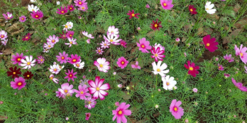 Cần bán đất nền view đồi núi gần sân bay Liên Khương giá chỉ 2.450 tỷ lô 306m2