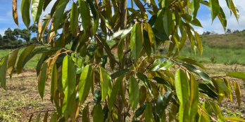 1001m mặt đường cấp phối lớn churn bị lên nhựa,1300 cây sầu riêng, view quạt gió