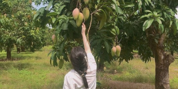 Hết tiền trả lãi ngân hàng cần bán gấp 1 mẫu đất ngay trung tâm