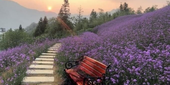 Bán đất nền view đồi chè gần thành phố Bảo Lộc từ 900 triệu lô 170m2