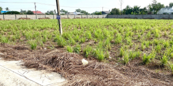 ĐẤT LÀM VƯỜN, XÂY XƯỞNG [6.200M2-GIÁ 840TR] MT CHỢ,SÁT Q.LỘ 14,GẦN KCN BECAMEX