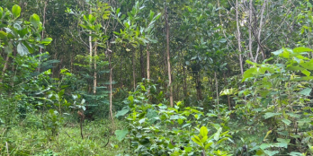 Cần bán nhanh lô đất rừng có suối chảy trong đất ở Kim Bôi - Hòa Bình