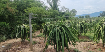 bán nhanh lô đường trên sổ mặt tiền sông 3.777m2