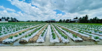 333m2 đất thổ vườn mặt tiền đường bê tông  . Cách TL873 chỉ 30m