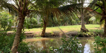 ĐẤT VƯỜN DỪA GIỒNG TRÔM ĐƯỜNG Ô TÔ NHỎ TỚI ĐẤT