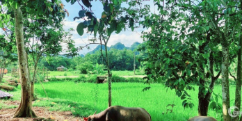 Cần bán gấp lô đất đẹp 2700m tại xóm Đung, Phú Vinh 9xx triệu