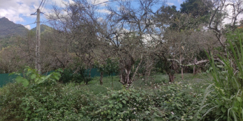 ĐẤT NỀN MỘC CHÂU-VỊ TRÍ ĐẸP,SĂN THỔ CƯ ,CHỦ NHÀ CẦN TIỀN NÊN BÁN GẤP