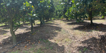 còn 2 lô đất sào giá rẻ tại tây ninh