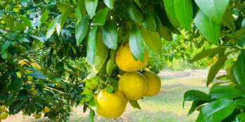 Chính chủ cần bán gấp lô đất 4000m2 Phú Vinh Tân Lạc Chỉ hơn 225k/m