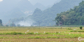 Cần bán gấp thời điểm cần thu gốc 600m xóm Khời, Phú Cường