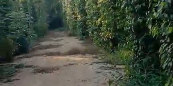 Bán 2,7 sào đất có sẵn vườn tiêu lớn tại xã hoà hiệp, h.xuyên mộc, tỉnh brvt.