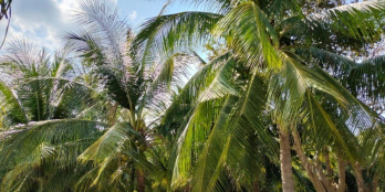 Lô góc ! Đất nền Biệt Thự đơn lập sinh thái Giáng Hương Nha Trang