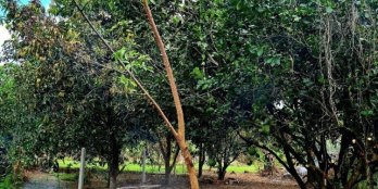 Bán nhanh nhà vườn Diên Thọ - Có nhà cấp 4 - ngang 10m - Giá cực tốt