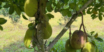 BÁN GẤP MẢNH ĐẤT VƯỜN (50X45)= 2.250M2 GIÁ 280 TRIỆU NGAY THỊ XÃ CHƠN THÀNH