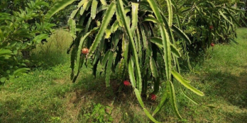 Bán đất nhà vườn Ninh Hòa - Đã đăng ký 1000m2 thổ cư - Ngang 34m - Đường ô tô