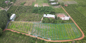 BÁN ĐẤT GIẢM GIÁ MẠNH, TẠI BÀU ĐỒN, GÒ DẦU, TÂY NINH