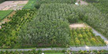 BÁN ĐẤT TẠI CÂY DA, HIỆP THẠNH, GÒ DẦU, TÂY NINH