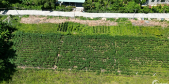 CẮT LỖ, BÁN GẤP 3 LÔ ĐẤT FULL THỔ CƯ, TRẢ NỢ NGÂN HÀNG, GÒ DẦU TÂY NINH