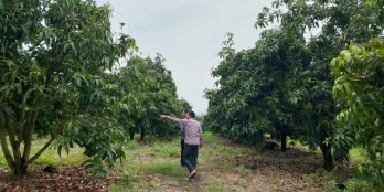 Bán Đất Vườn Xoài Ngay KCN Định Quán 420 triệu