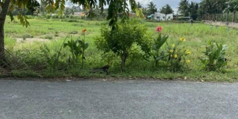 Đất mặt tiền huyện lộ 35 gần trường THCS Tân Long Hội