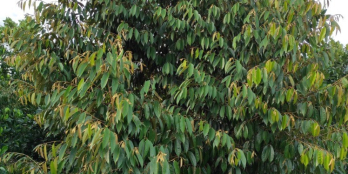 Cần vốn Bán gấp 6856 m2 vườn đang trồng sầu riêng - Long Hồ - Vĩnh Long giá TỐT