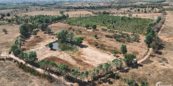 2ha vườn điều CLN SHR chính chủ, đường ô tô, gần ubnd Hồng Liêm