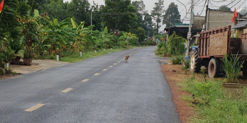 Cần Tiền Bán Gấp 5m Đất Đường Nhựa 20m Cách Chợ, Khu Công Nghiệp 500m