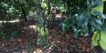 Gđ cần tiền lo công việc bán đất bên hông trường học-1.039m2-195trieu