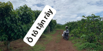 Đất Gia Lai full cà phê MT 78m ô tô tận nơi, gần TL 671,gần TT Pleiku , chỉ 350