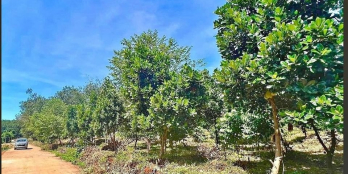 Hàng Hiếm. Ngân hàng thanh lý lô đất ở sát bên KCN, gần chợ. Giá 205triệu/nền