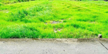 Siêu rẻ 450tr / lô đất thổ DT 5*25 mặt tiền đường bê tông 4m