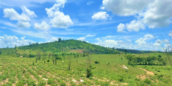 Bán 30ha, giá chỉ 450tr/ha, sổ cây lâu năm đầy đủ, tại Krong Nô tỉnh Đắk Nông