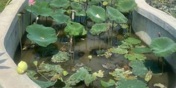 Bán lô đất 1/ Bến Than, QH khu dân cư, gần chợ Sáng Tân Thạnh Đông , 920m2, 2 tỷ