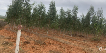 Thanh lý gấp sổ đất KP Lương Nam 10,000m2, giá chỉ có 120k/m2.