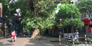 Cho thuê văn phòng mặt phố Hoàng Hoa Thám, giá 3 triệu/tháng, nhà biệt thự mới