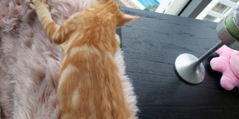 Bán chuyển nhượng căn hộ tháp Maldives  Đảo Kim Cương view sông