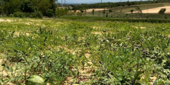 Chủ ngộp bán gấp lô đất 5.000m2 sát bên khu trang trại