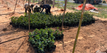 Con trai trốn nợ cần bán gấp lô đất cứu con