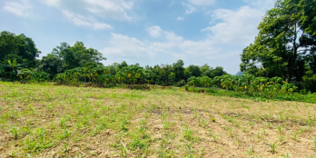 BÁN CẮT LỖ LÔ ĐẤT CÓ DT 2343m2 (400m2 ONT) NỞ HẬU GẦN ĐƯỜNG VĐ5 THEO QUY HOẠCH