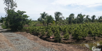 Bán 1500 m2 đất vườn - Xã Bình Lợi - Huyện Bình Chánh