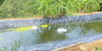 Chính chủ ngộp bán 2h3 đất đang trồng trọt hợp nghỉ dưỡng gia đình