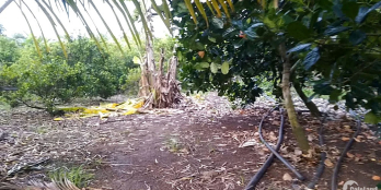 Bán 2 sào đất vườn cây ăn trái giá rẻ tại huyện châu đức