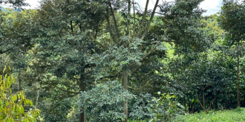 Bán gấp Chính chủ cần bán lô đất thổ cư tại Lộc Nga, Bảo Lộc, Lâm Đồng