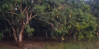 Kẹt Tiền Bán Lỗ 50% 2 Lô Đất 2000m Ngay KCN,Dân Đông, Ô Tô Tránh Nhau