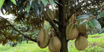 Bà chị gái Bình Dương rao bán gấp 500m sầu riêng ,Đồng Phú Bình Phước, SHR 300TR