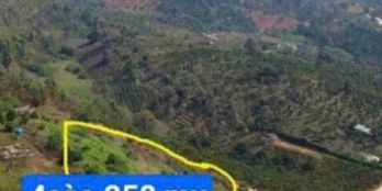 Bán gấp 4300m2 hẻm Chi Lăng thôn 16 Lộc Thành Bảo Lộc