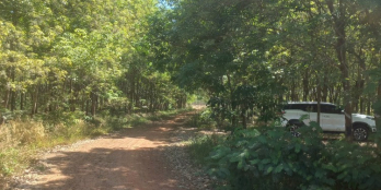 Chính chủ cần bán gấp 10ha cao su đang cáo