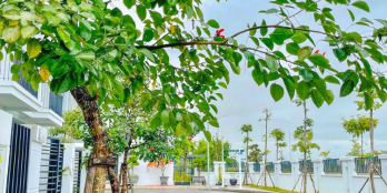 Bán nhà Belhomes 75m2 hướng Đông Nam gần Vin Vũ Yên