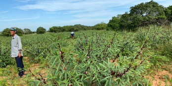 Cần bán đất vườn ven biển Hòa Thắng cách biển chỉ 5p